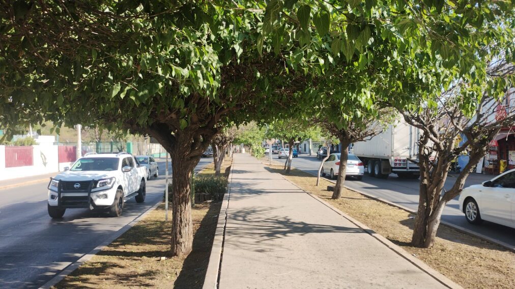 ¿Qué árboles puedes plantar en Irapuato ante la sequía? Toma en cuenta esto 