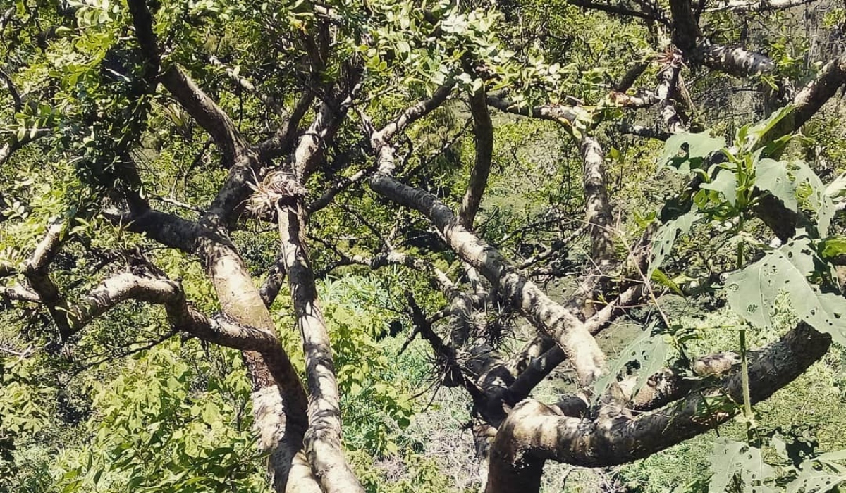 ¿Puedes plantar copalillo en Guanajuato? Conoce este árbol ceremonial