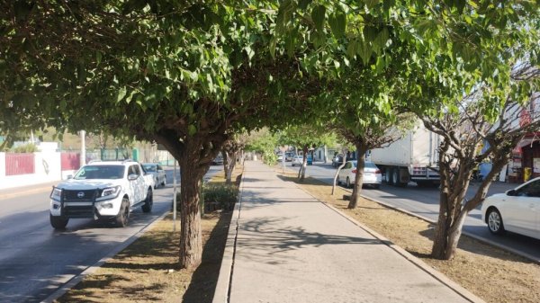 ¿Qué árboles puedes plantar en Irapuato ante la sequía? Toma en cuenta esto 