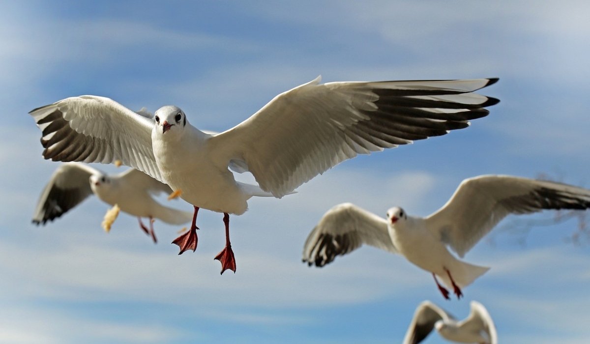 ¿Sabías que 4 de cada 10 aves registradas en Guanajuato son migratorias? 