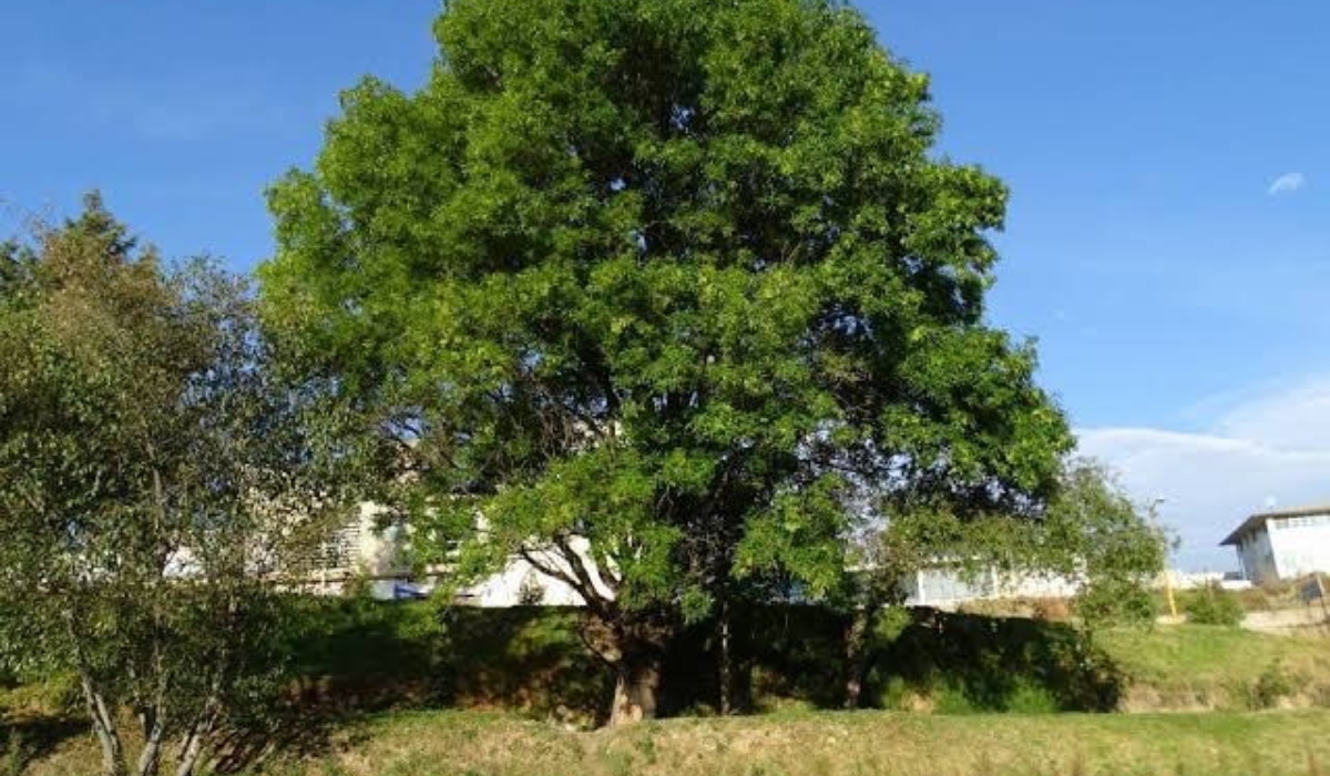 ¿Puedes plantar fresno en Guanajuato? Conoce este árbol de gran sombra