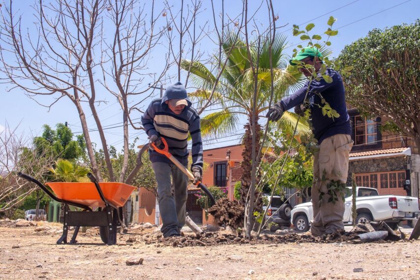 Estos son los árboles que puedes plantar en San Miguel de Allende para la ola de calor 