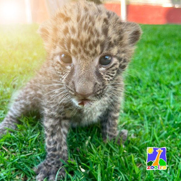 Este es el nuevo nombre del cachorro de leopardo del Zoológico de Irapuato 