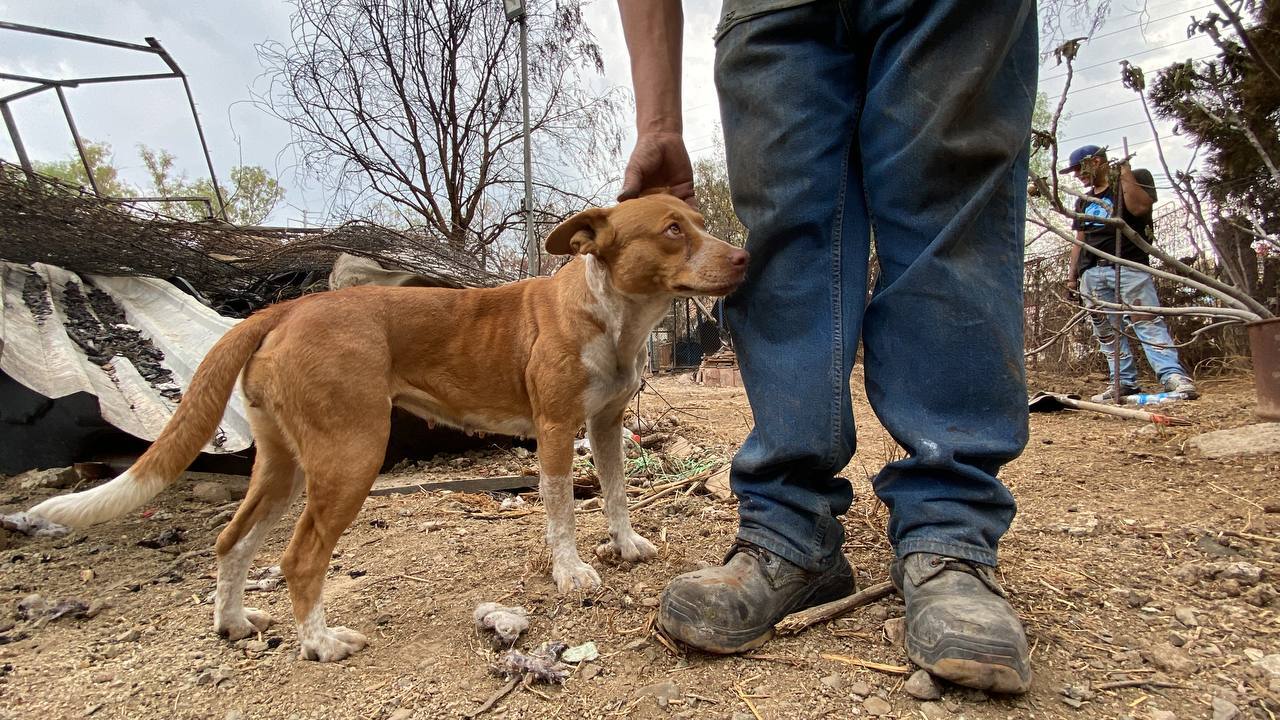 Incendio de pastizal arrasa albergue en Silao; mueren al menos 18 perritos y varias aves