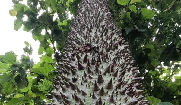 ¿Puedes plantar Pochote en Guanajuato? Conoce este árbol de algodón