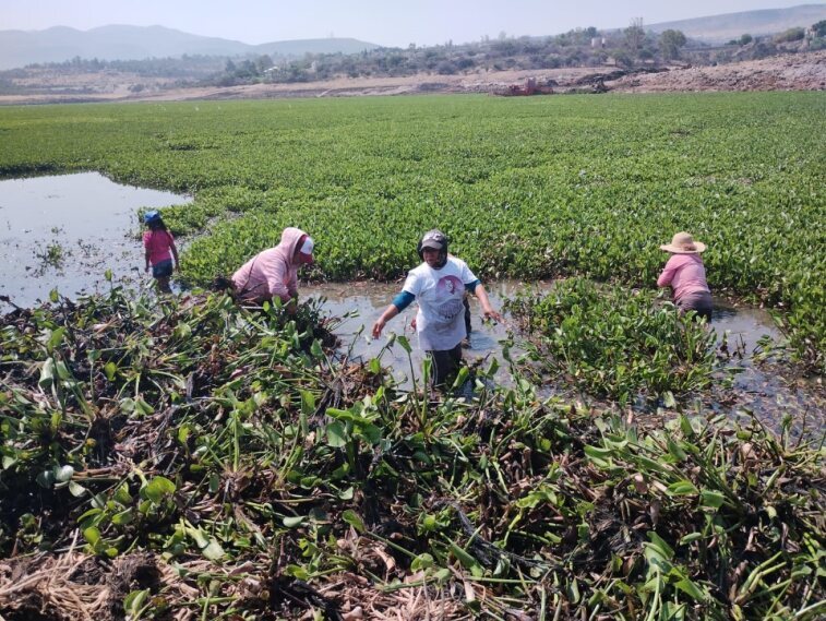 Presa Allende en San Miguel de Allende se inunda con lirio; vecinos son quienes la limpian