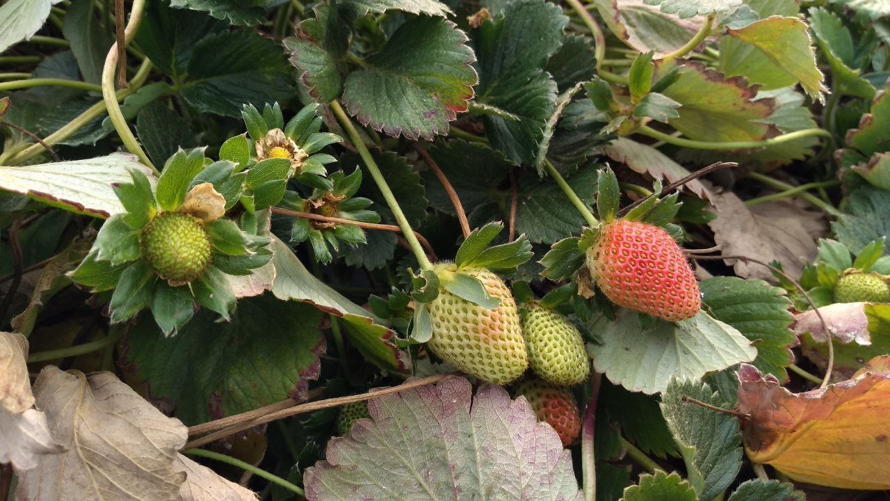 Los agricultores de Irapuato están preocupados: la pestalotia no se ha ido y las fresas peligran