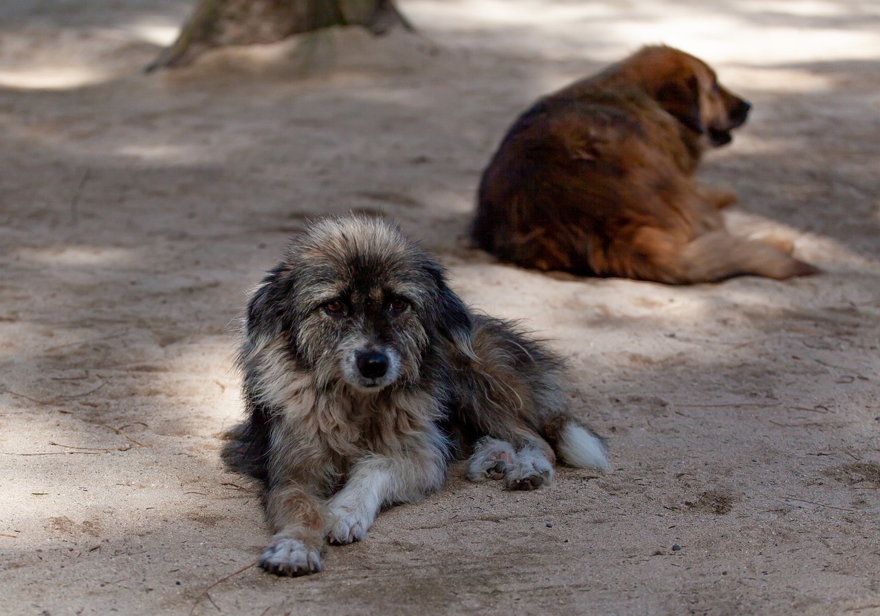 El proyecto de Salmantinos Unidos por el Rescate y Bienestar Animal busca ayudar a perros en abandono