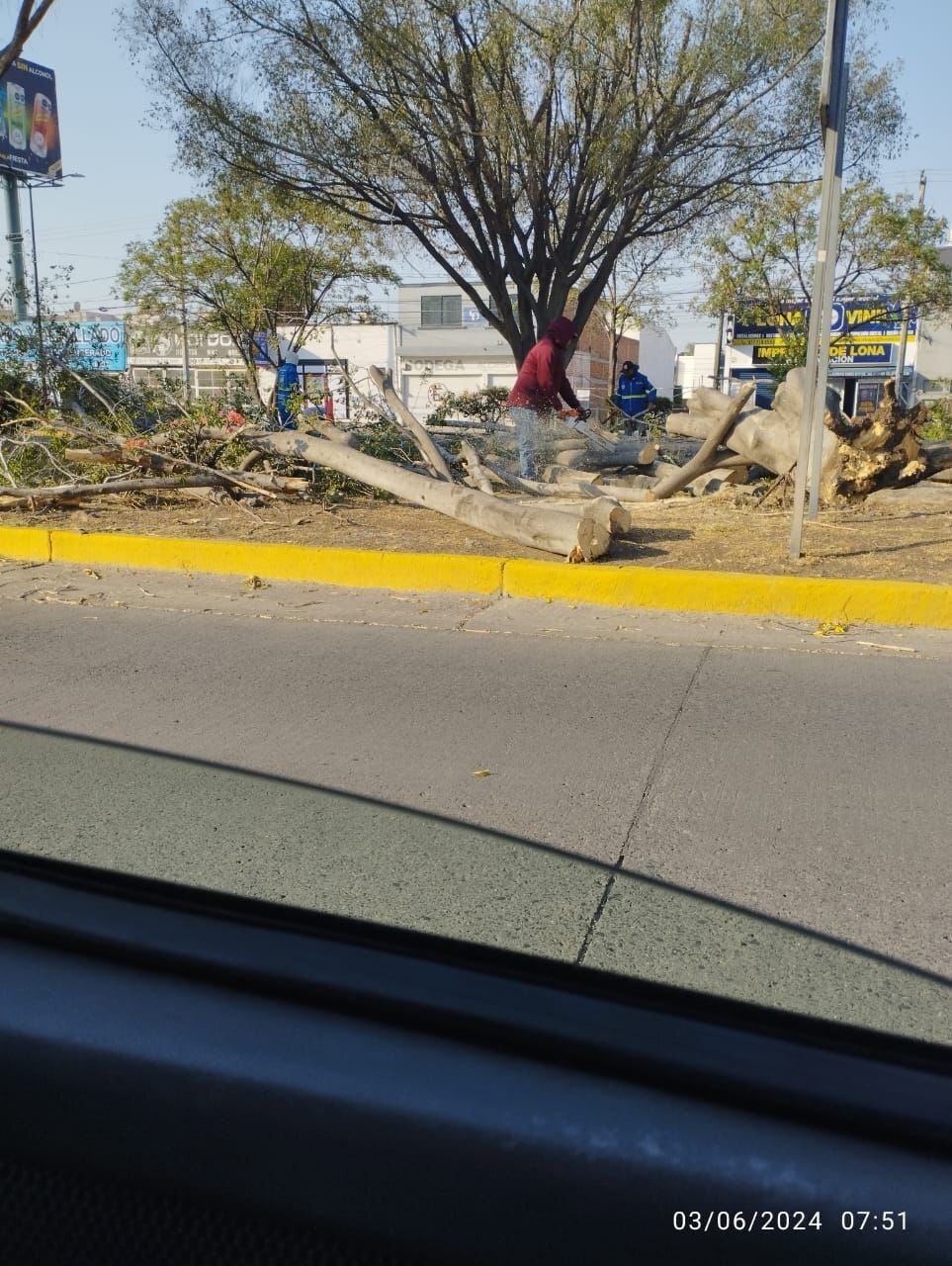 Dejan rachas de viento 25 árboles caídos en León