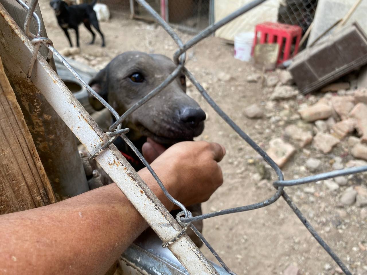 Así puedes apoyar al albergue de perritos que sufrió un incendio en Silao #AyudaCorreo