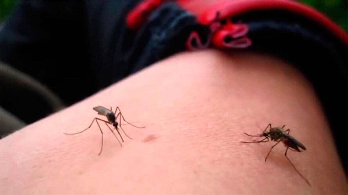 Confirman dos casos nuevos de dengue en Silao y Celaya; van 7 en todo Guanajuato