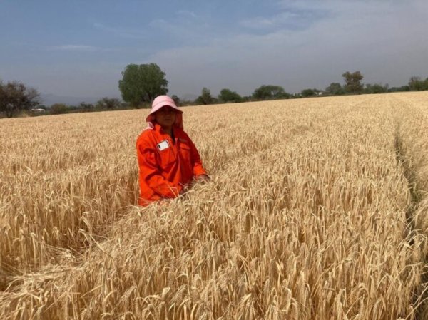 Sequía baja producción de cebada en Guanajuato, ¿aumentará precio de la cerveza? 