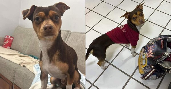 ¿Lo has visto? Por dos meses han buscado a Cajeto, perrito perdido en Salamanca 