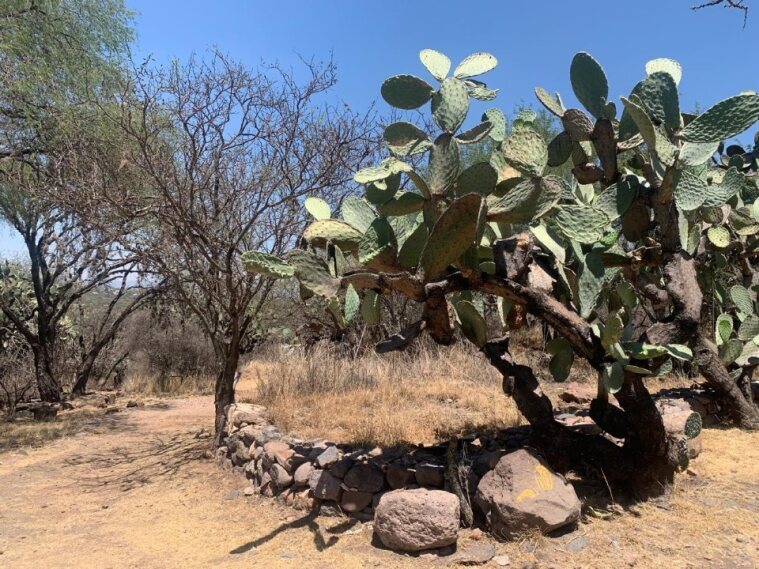 San Miguel de Allende tendrá su primera Feria Biocultural, ¿cuándo y cómo será?  