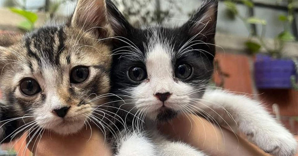 ¿Te gustan los michis? Llega la Expo Gatitos a León, ¿cuándo es y dónde será? 