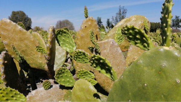 Alistan el 'Pencabús', transporte gratuito para acudir a Expo Nopal 2024 en Valtierrilla, Salamanca