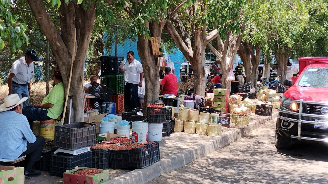 Preocupan bajas ventas a freseros de Irapuato tras reubicación