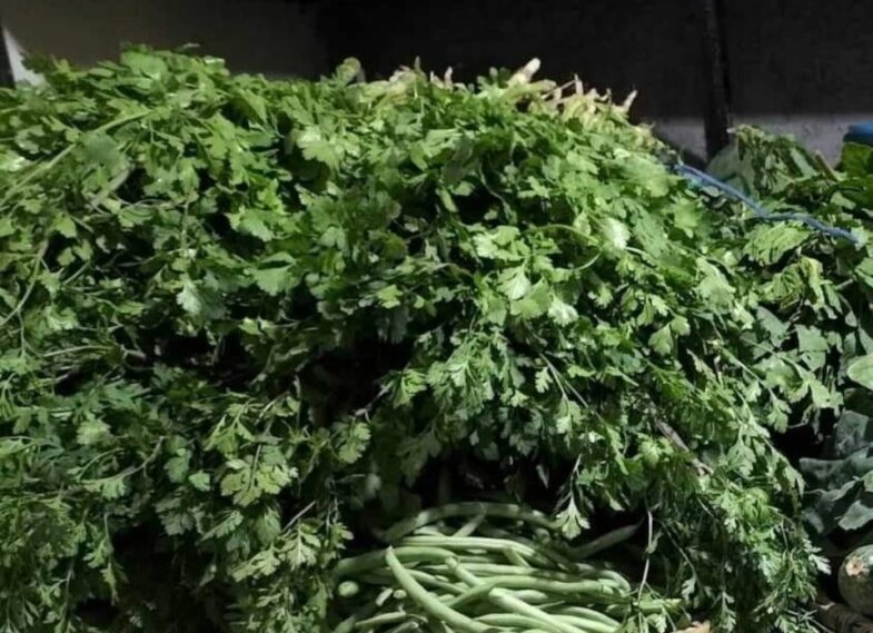 Sequía y calor ya aumentaron el precio del cilantro y aguacate en este municipio de Guanajuato 