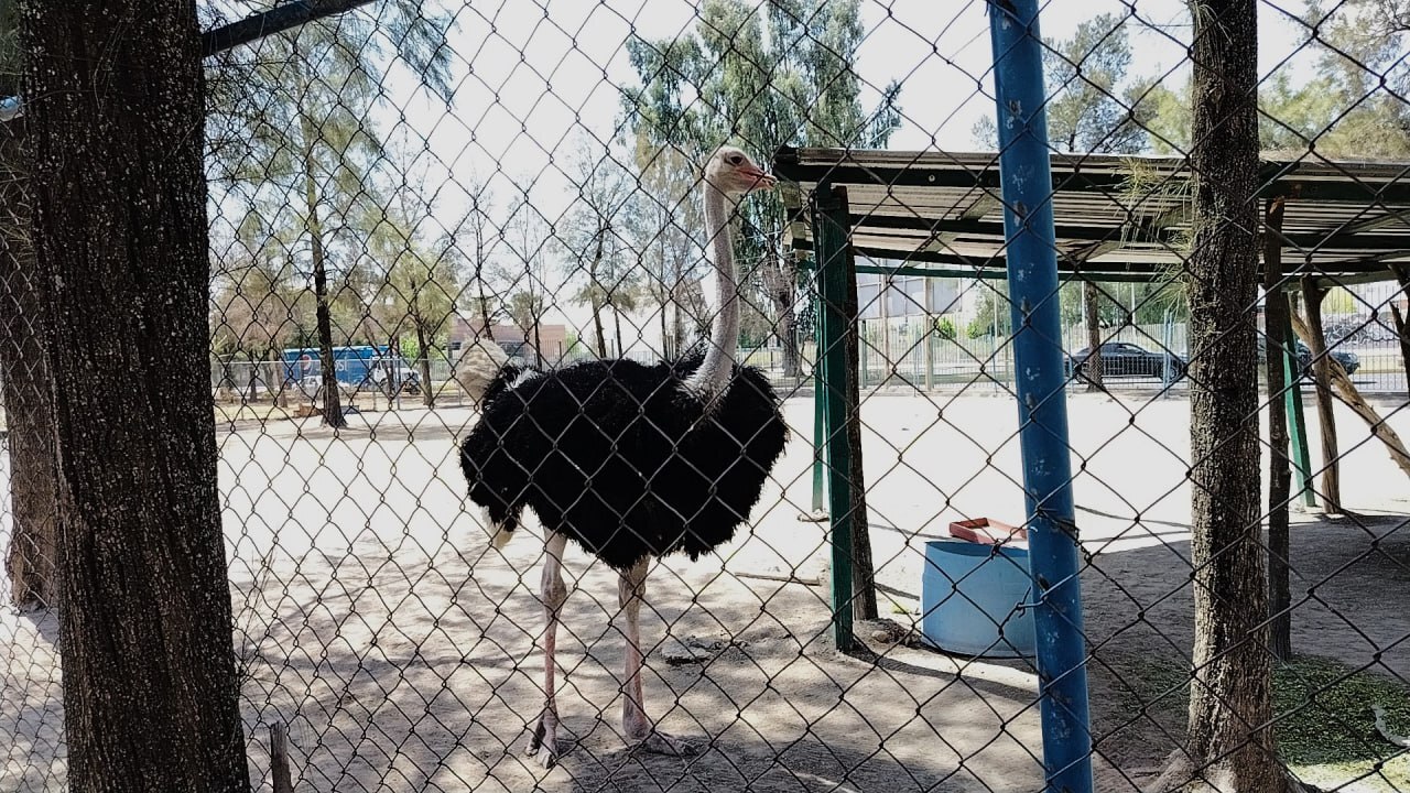 Pancracio, el avestruz del Parque Xochipilli en Celaya, se queda sin su compañera Petronila