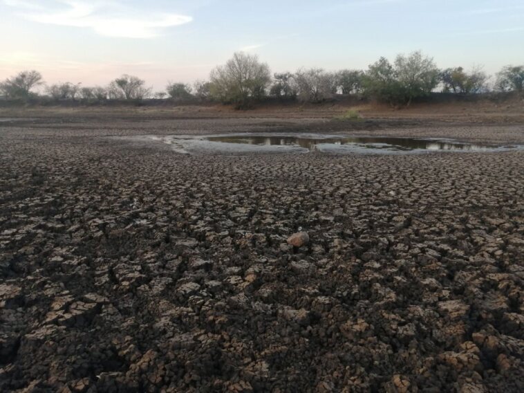 Comunidad de Obrajuelo en Acámbaro sufre por falta de agua; su ganado está muriendo