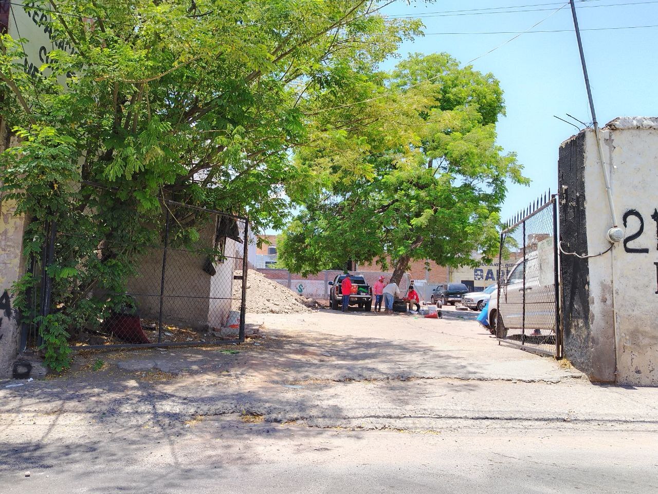 Vecinos se unen para defender árbol centenario en el centro de Salamanca: “ya le cortaron un brazo” 