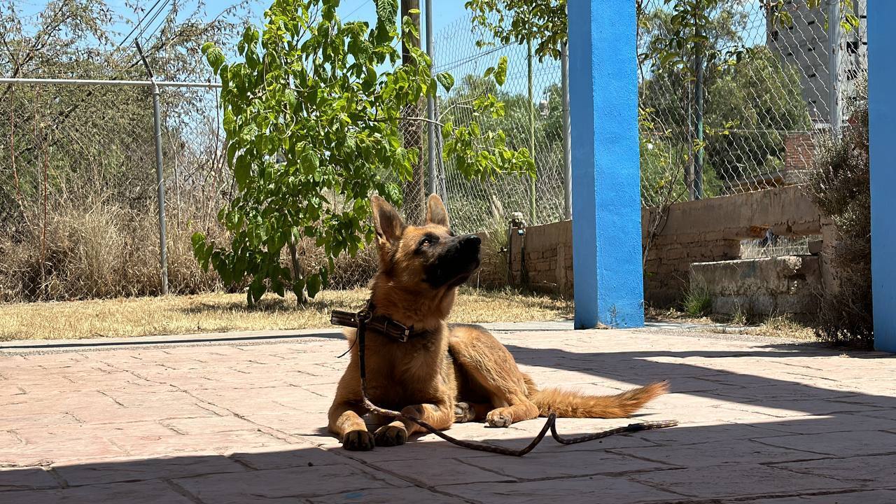 Coqueta, perrita que sufrió maltrato en Guanajuato, logra recuperarse: “está lista para una nueva vida” 