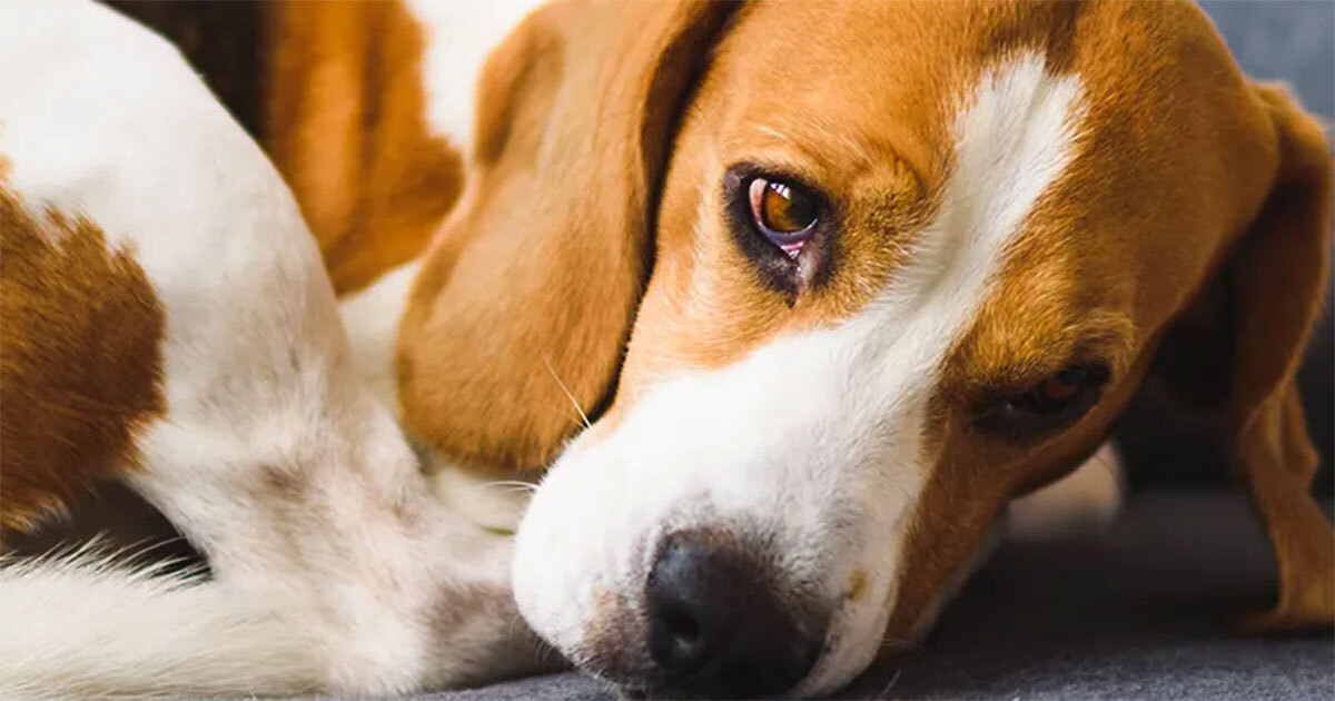 Animalistas denuncian envenenamiento de perritos en la comunidad El Pitayito de Salamanca 