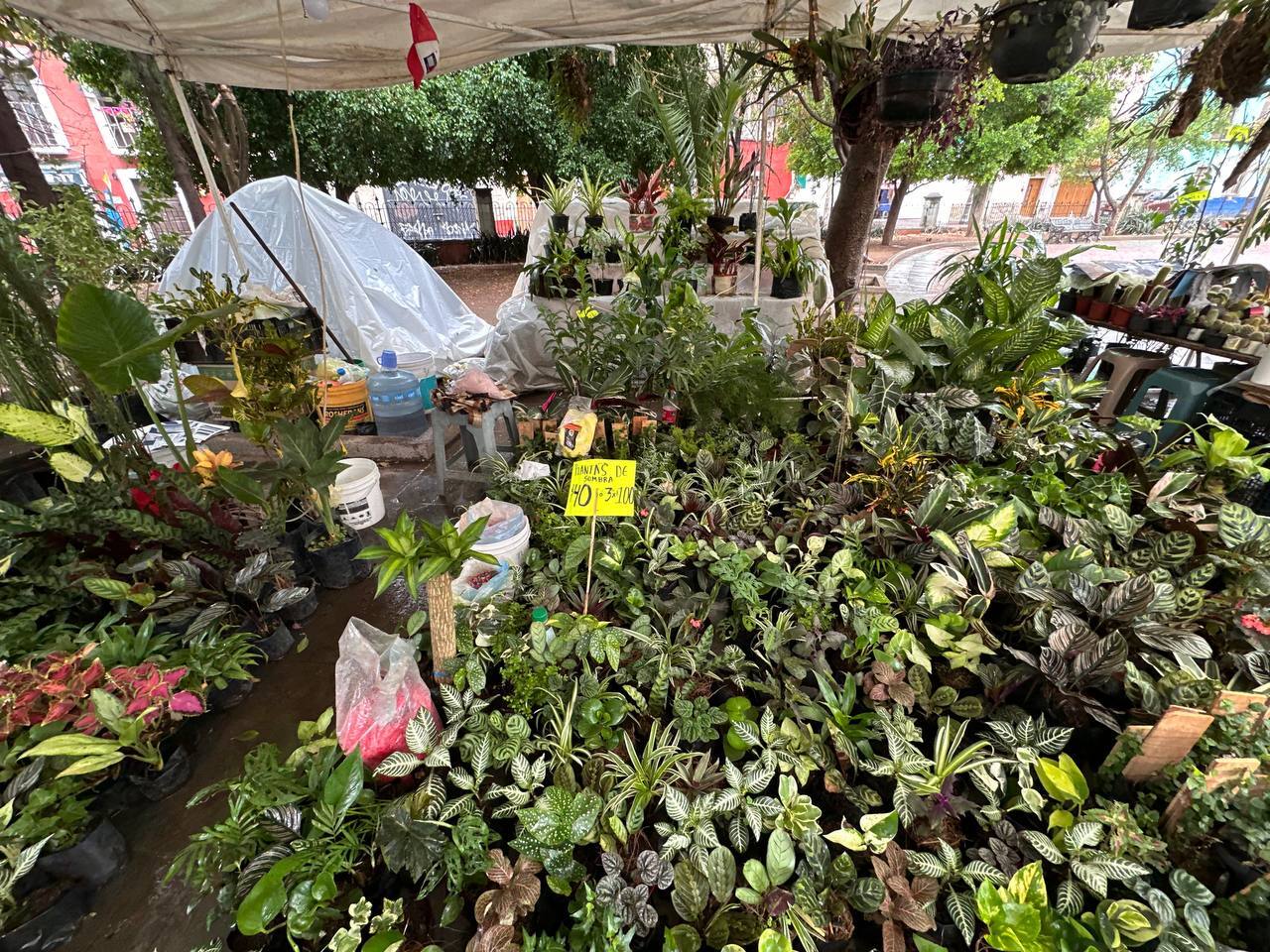 Jardín El Cantador en Guanajuato ‘florece’ con la tradicional muestra del Paseo de las Flores