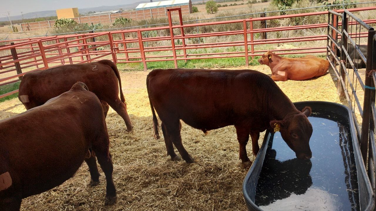 Sequía provoca la pérdida de miles de cabezas de ganado en Ocampo