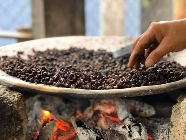 ¿Quieres comer algo diferente? Prueba las hormigas chicatanas, un platillo prehispánico único 