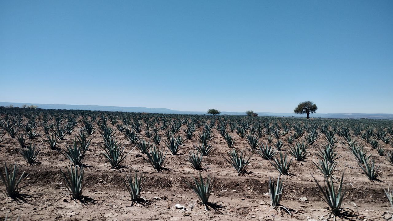 Devastan más de 100 hectáreas en Manuel Doblado para sembrar agave 