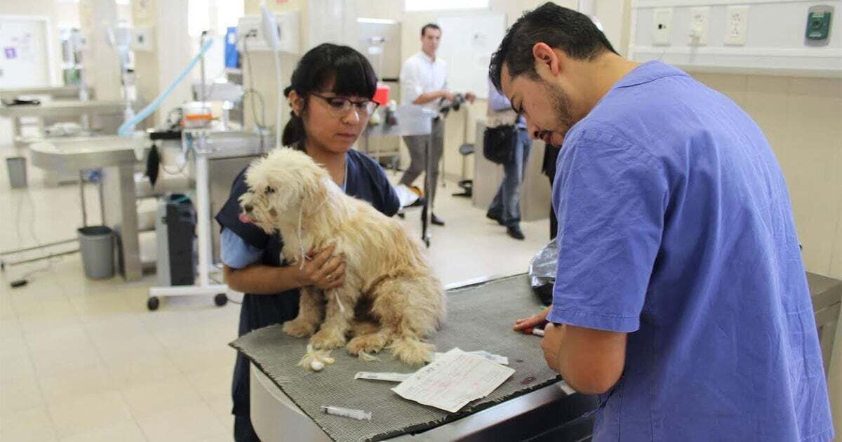 Presentan iniciativa para que Guanajuato tenga veterinarias públicas y cementerios para mascotas