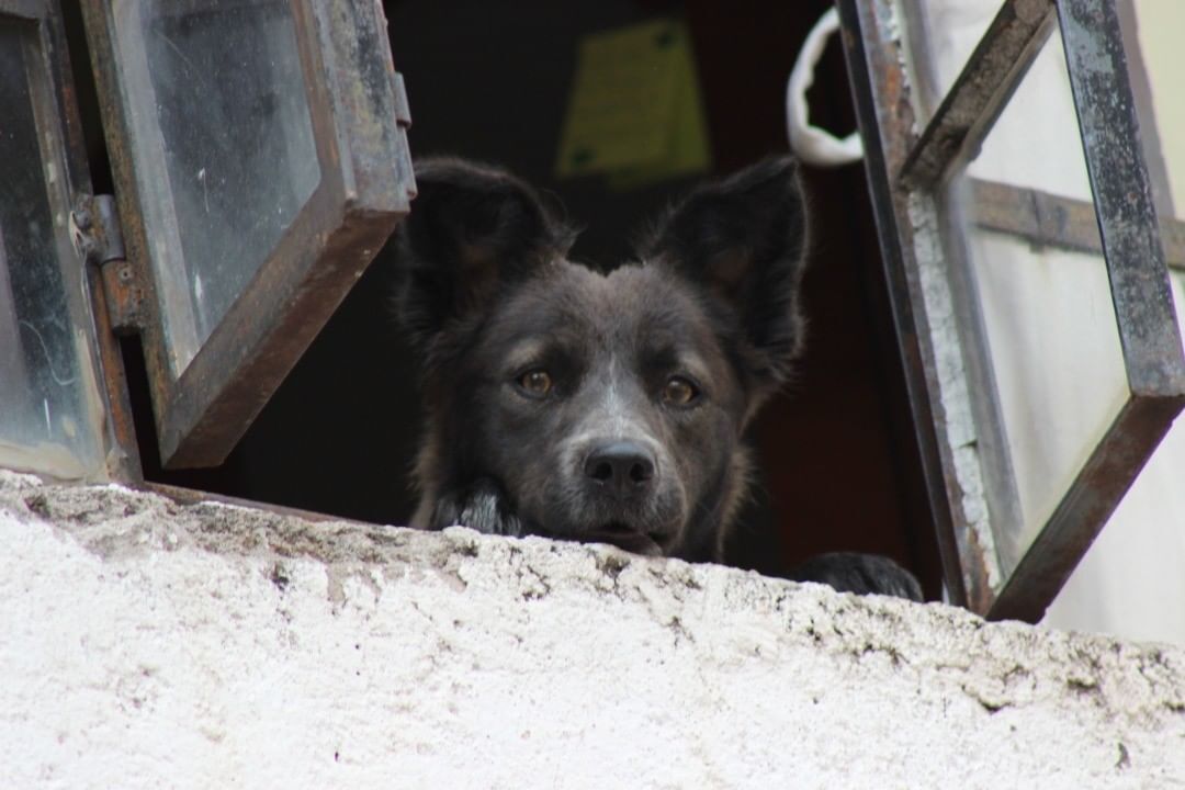 Peludos en riesgo: estos son seis casos de violencia animal en 2024