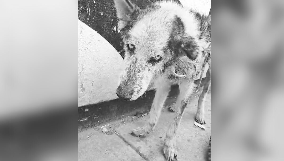 Rescate no logró salvar a perrito Rainbow en Silao; murió enfermo tras vivir en abandono