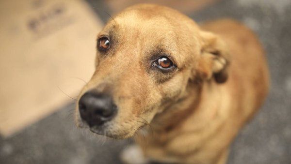 Captan a hombre comiéndose un perro que intentó salvar a su dueña de asalto en Salamanca