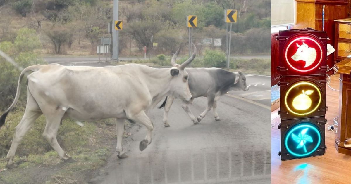 ¿Avancen we...? Salvatierra quiere poner bueyes en sus semáforos