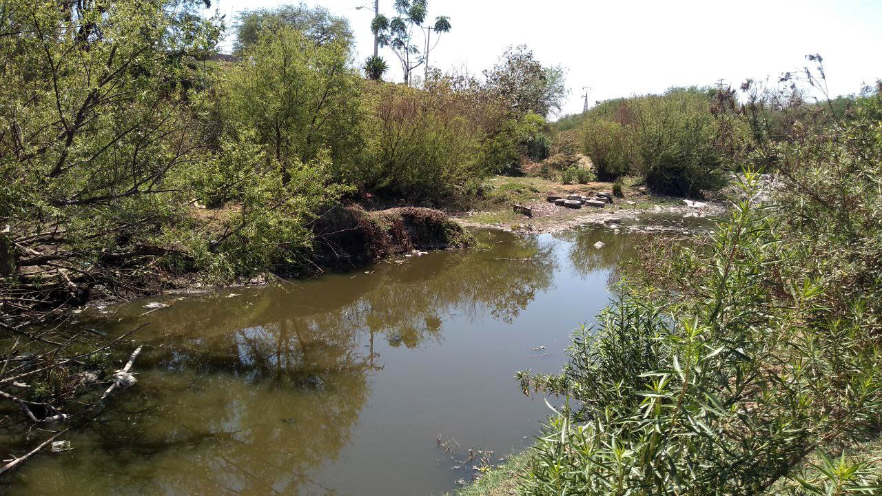 Suman cuatro casos de dengue en Irapuato; SSG advierte por proliferación de mosquitos 