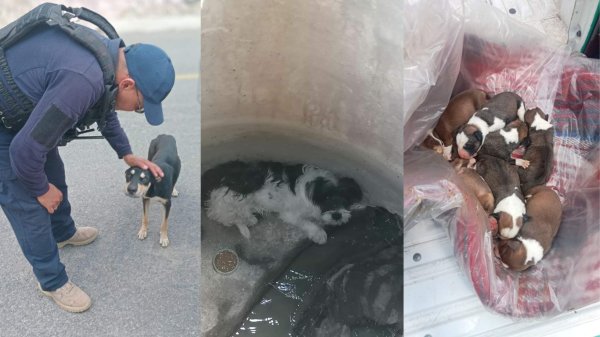 9 perritos fueron rescatados después de que los arrojaron en bolsas mientras agonizaban en Guanajuato capital