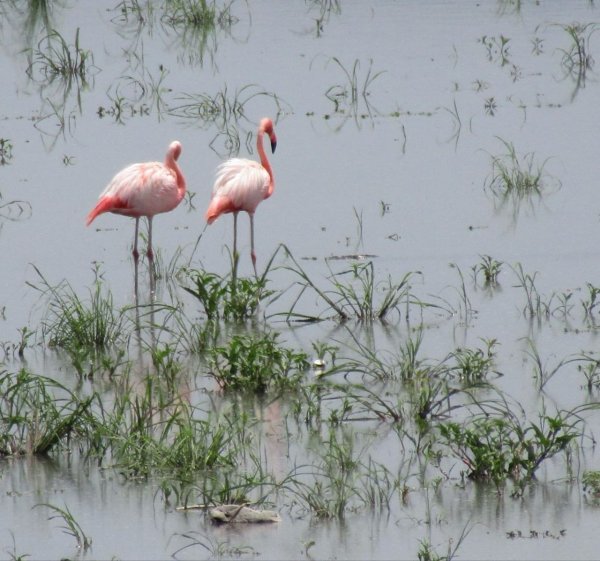 Pese a estar casi seca, pareja de flamencos Frida y Flavio visitan la Laguna de Yuriria 