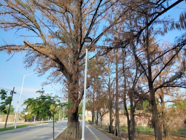 Reconocen trascendencia del Camino Viejo de San Francisco del Rincón 