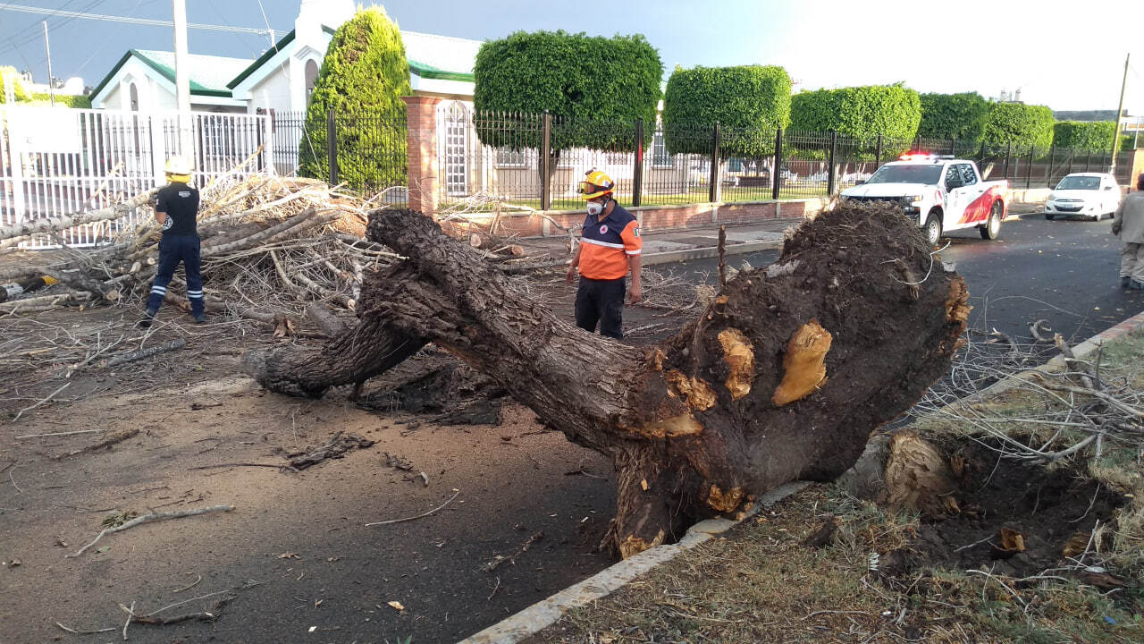 ¿Por qué se caen más árboles en Irapuato que en la zona rural? Esta es la razón 