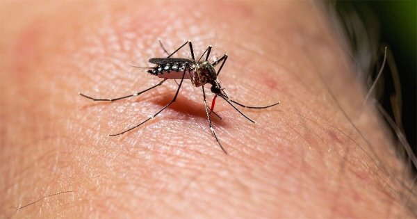 Guanajuato acumula 112 casos de dengue; Silao y San Miguel de Allende, los más afectados 