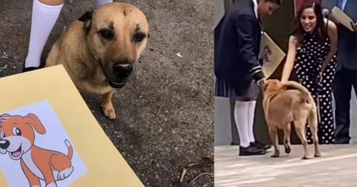 ¡Con honores! Perrito Flavio se gradúa de primaria y conquista corazones en redes sociales | Video 