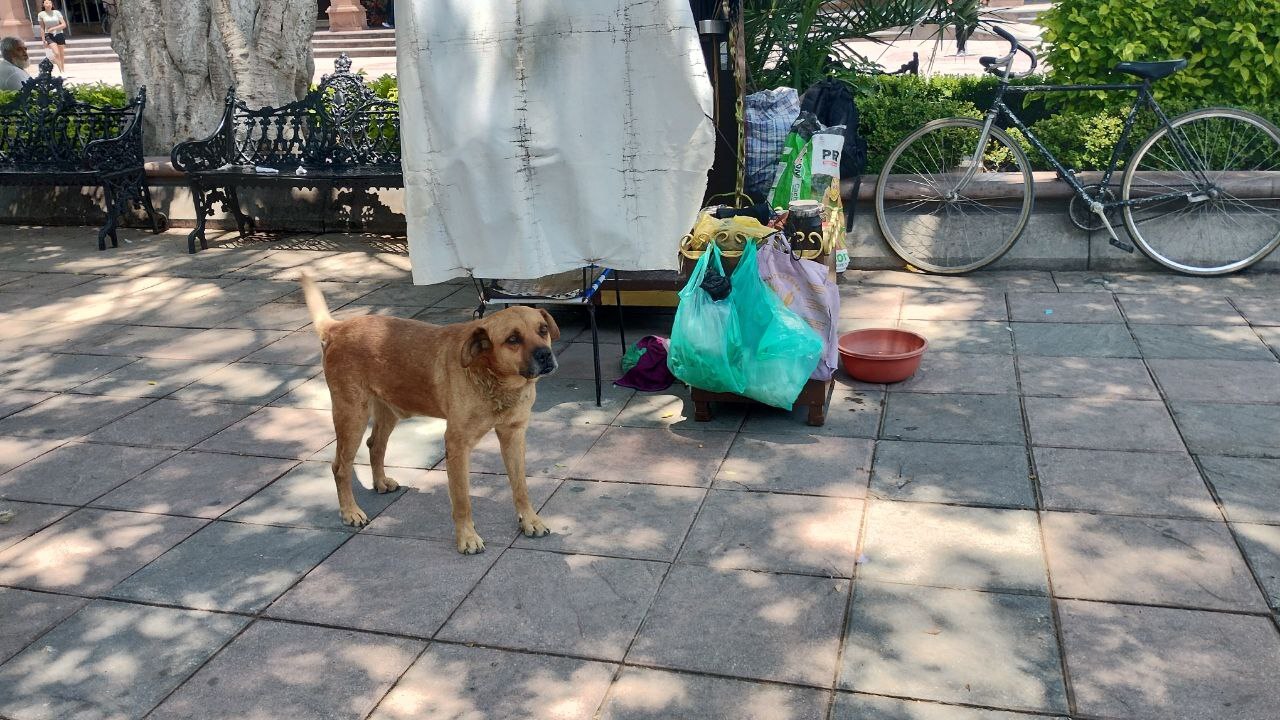 Urgen a Purísima del Rincón a dar atención a perros callejeros