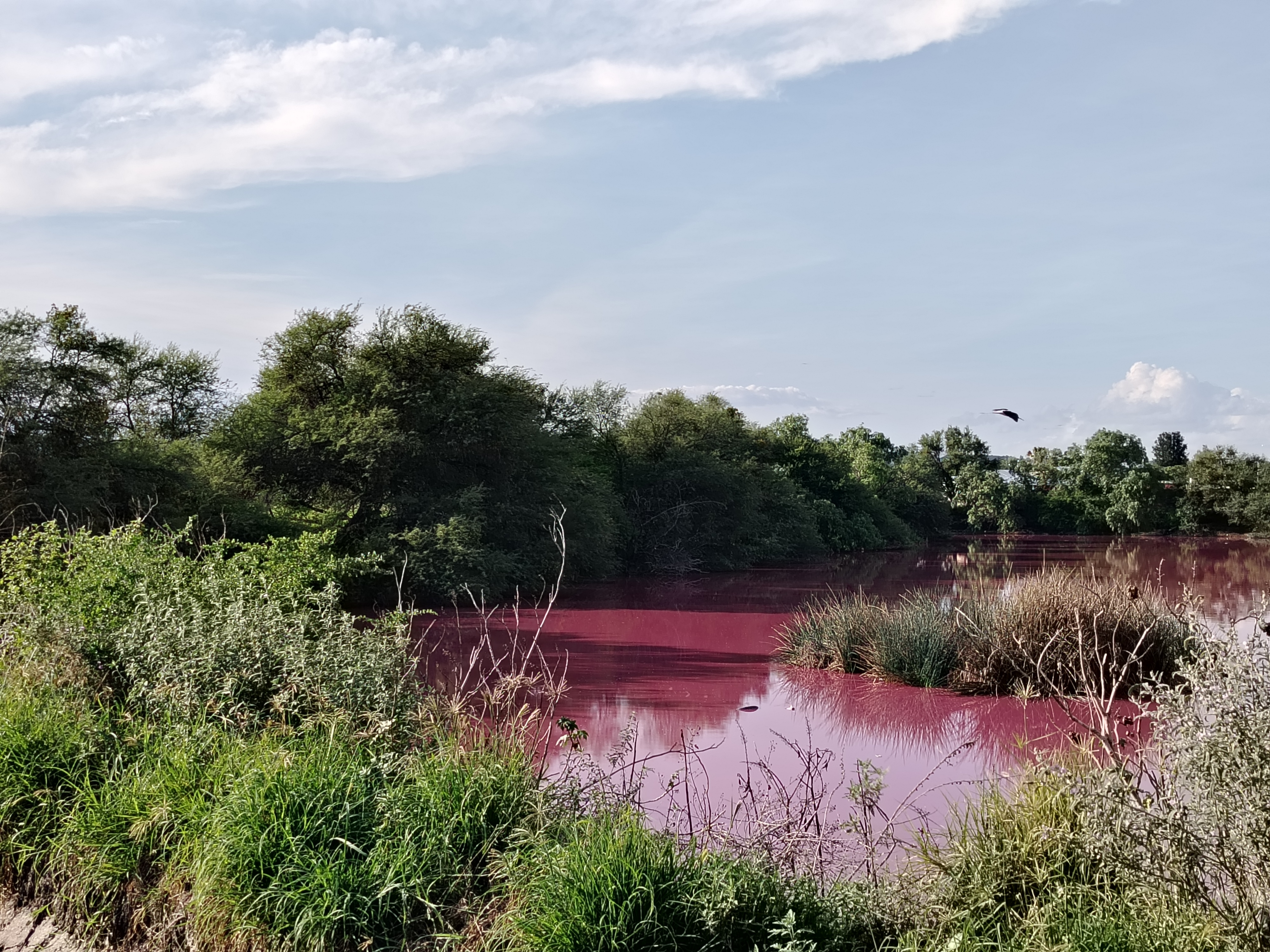 Extraña agua rosa aparece en bordo entre León y San Pancho