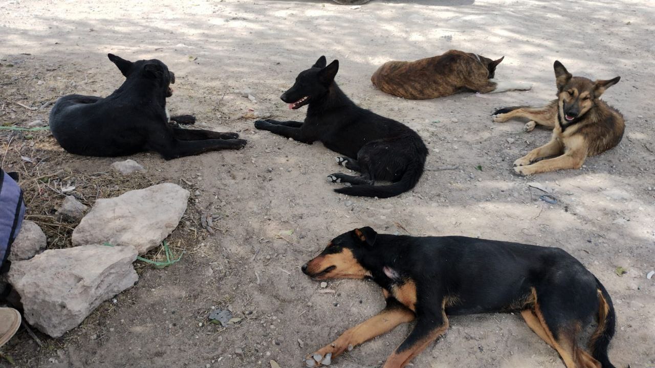 ¿Invasión canina? Con más de 120 mil ejemplares, Irapuato tiene sobrepoblación de perros 