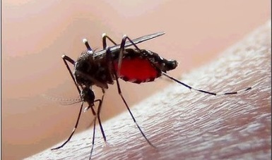 Guanajuato suma 143 posibles casos de dengue; han confirmado 4 de cada 10