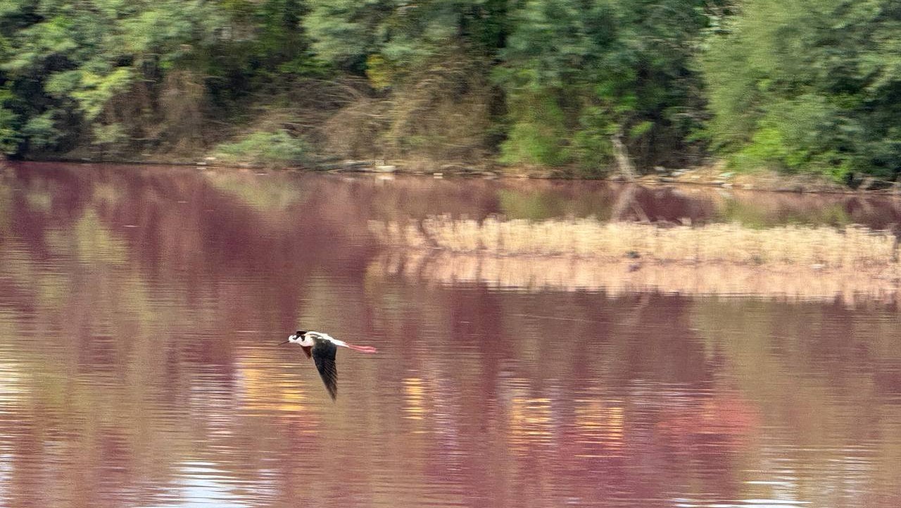 Sapal y Conagua investigarán agua color rosa en Puerta de San Germán 