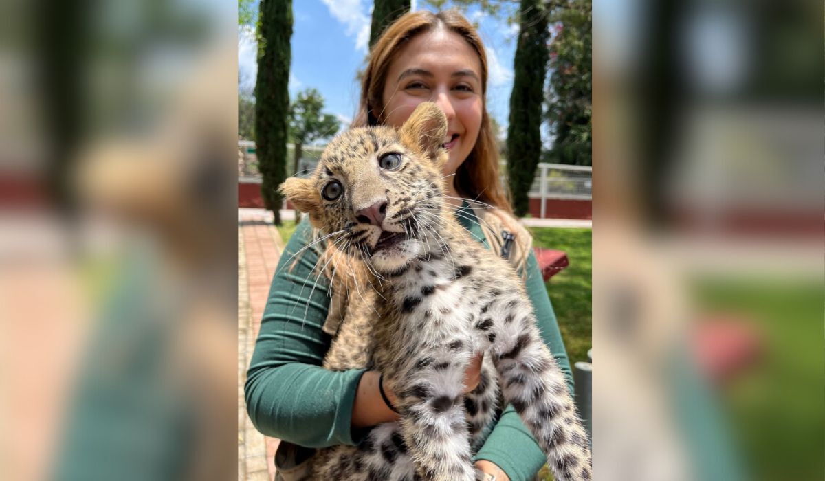 En estas vacaciones, visita a Khibó, el leopardo africano en el Zoológico de Irapuato