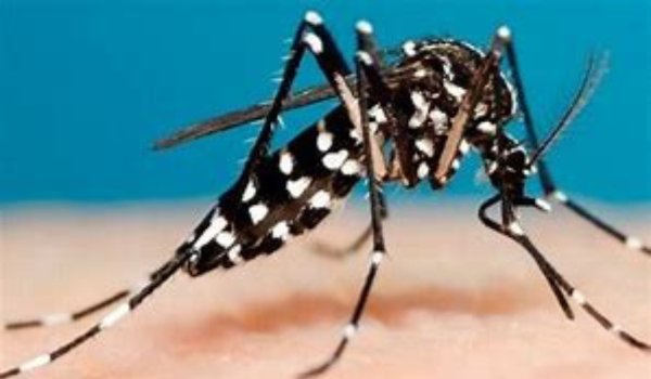 Confirmado el primer caso de dengue en Guanajuato Capital